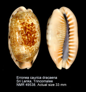 Erronea caurica dracaena.jpg - Erronea caurica dracaena(Born,1778)